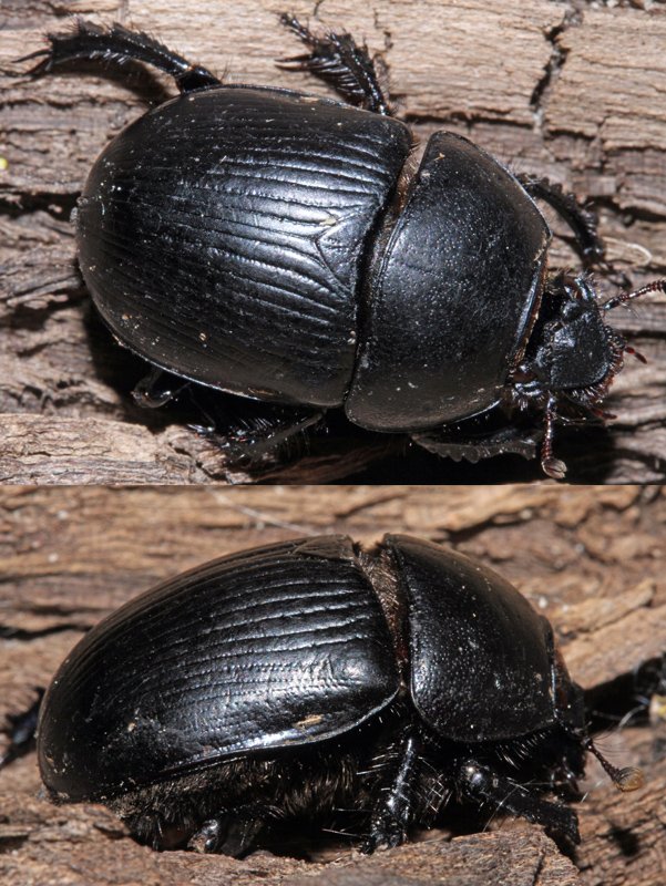 Réf. 334233 — INSECTA > Coleoptera > Geotrupidae > Geotrupes (Geotrupes